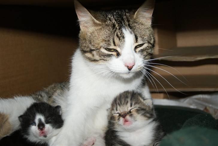 Blanding af racer Mack - os alle 3 (: billede 2