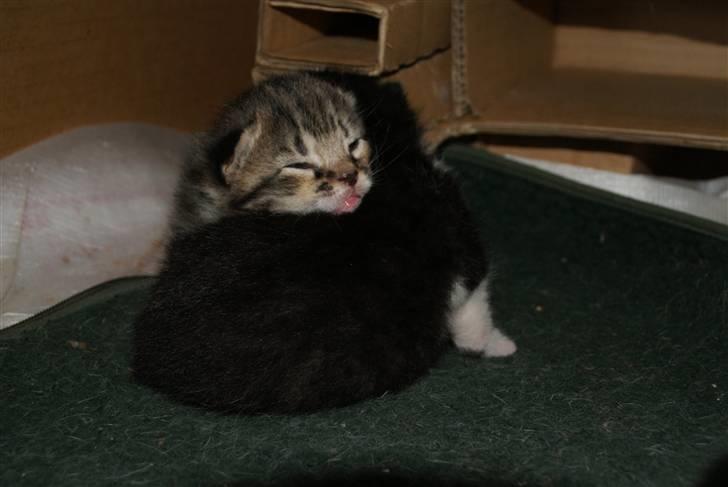 Blanding af racer Mack - søskende kærlighed <3 billede 3