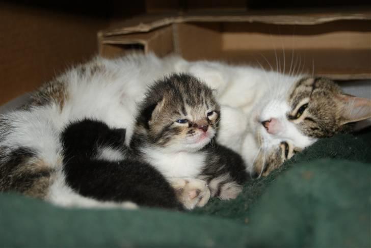 Blanding af racer Mack - Her har jeg lidt åbne øjne billede 4