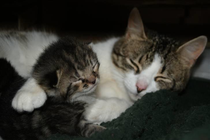 Blanding af racer Mack - mig og min søde mor - vi elsker bare hinanden <3 billede 5