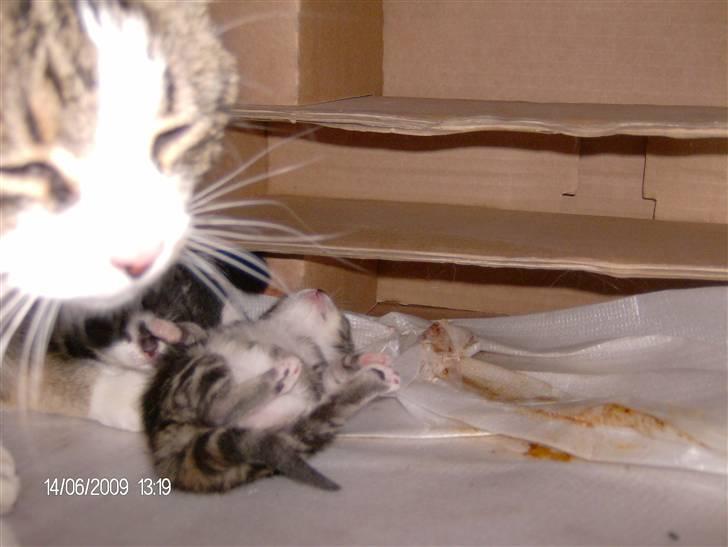 Blanding af racer Mack - (undskylder den dårlige kvalitet) her er jeg kun 5-6 dage gammel billede 6