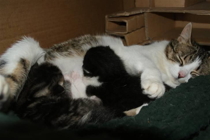 Blanding af racer Mack - Her drikker vi mælk  billede 7