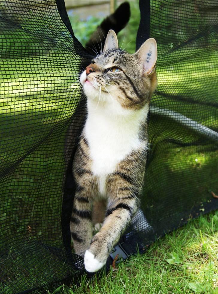 Blanding af racer Mack - ***NYT*** sommer 2010  :) billede 8