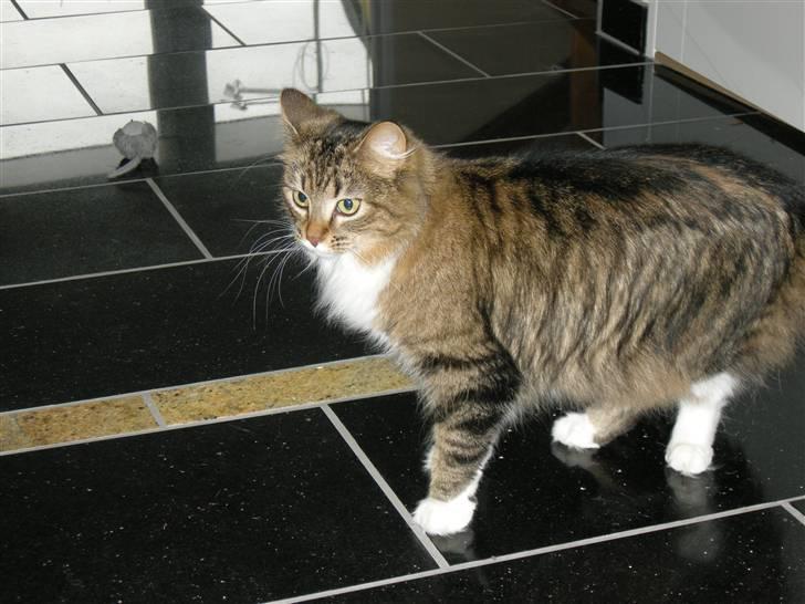 Blanding af racer Mille billede 10