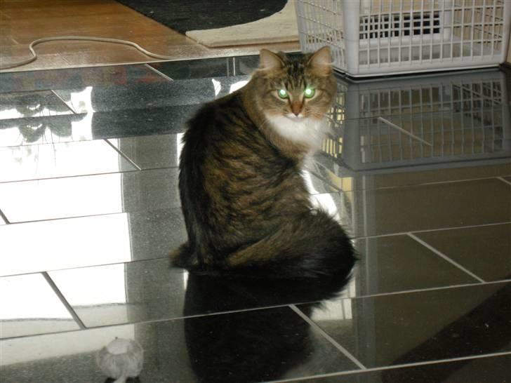 Blanding af racer Mille billede 11