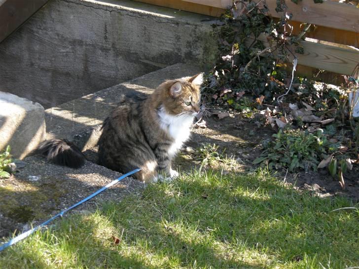 Blanding af racer Mille - Mille i haven billede 12