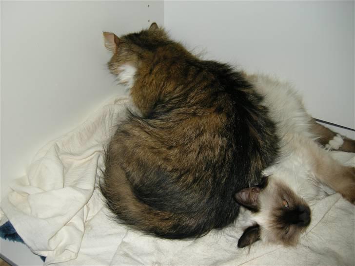 Blanding af racer Mille - Mille har veer. Pennie er fødselshjælper billede 13