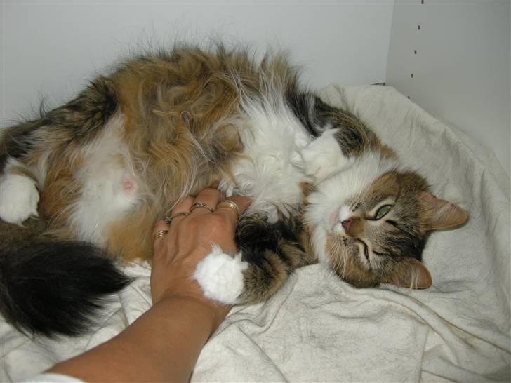 Blanding af racer Mille - Måske hjælper lidt mavenus billede 14