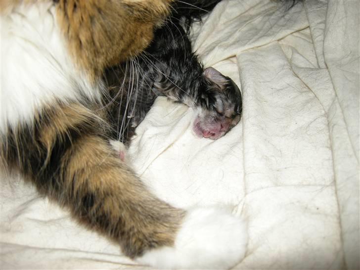 Blanding af racer Mille - Første killing. billede 15