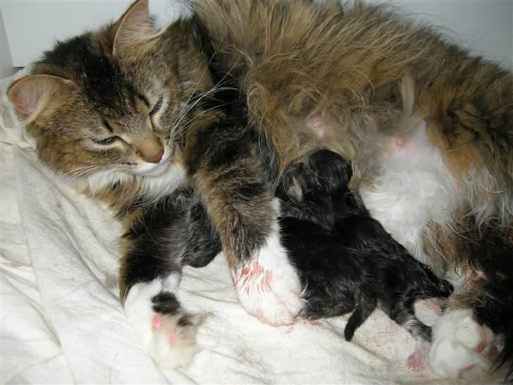 Blanding af racer Mille - Færdig. 3 smukke Mille mislinger billede 16