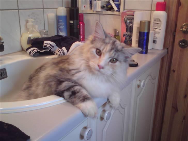 Maine Coon Daisy billede 6