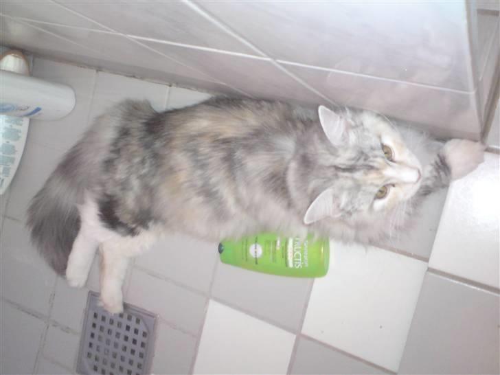 Maine Coon Daisy billede 7