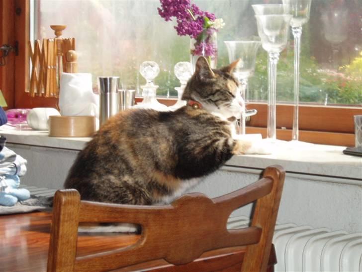 Huskat mulle 04-03-10 R.I.P. - aha der er en fugl billede 10