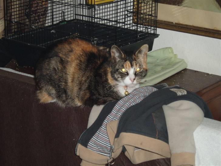 Huskat mulle 04-03-10 R.I.P. billede 11