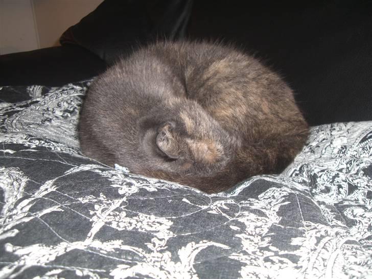 Blanding af racer Mis R.I.P - rund som en kulde billede 2