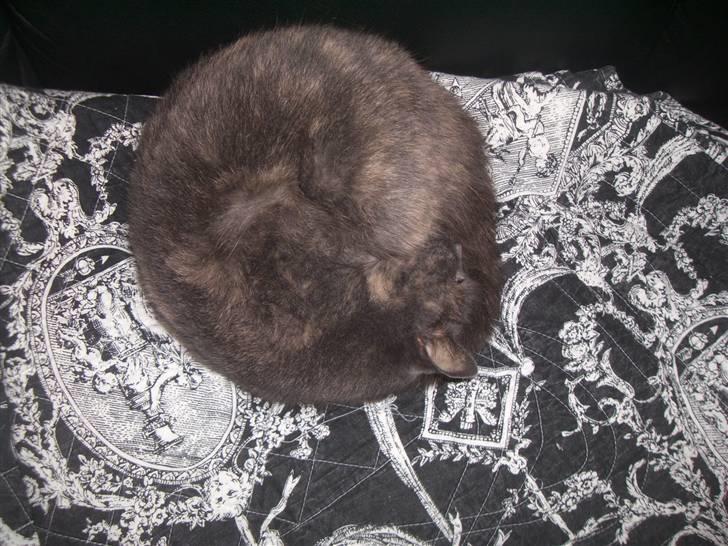 Blanding af racer Mis R.I.P - haha bissen tatten viser hvor lille hun er<33 billede 3