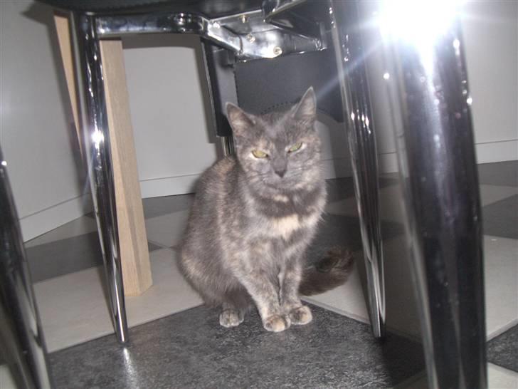 Blanding af racer Mis R.I.P - under bordet billede 6