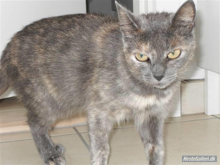 Blanding af racer Mis R.I.P - hah taget på fersgerning husk nu at rulle op efter dig hehe:) billede 10