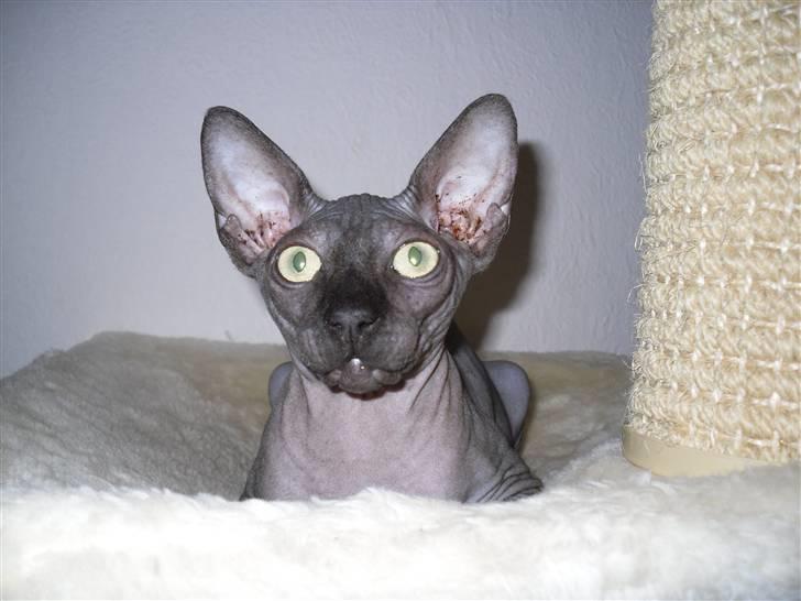 Sphynx Dk¨B Billings Willy billede 7