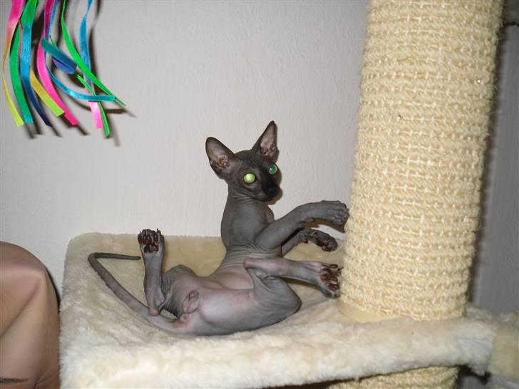 Sphynx Dk¨B Billings Willy billede 8
