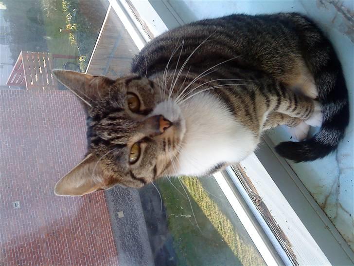 Huskat Kiki R.I.P  billede 1