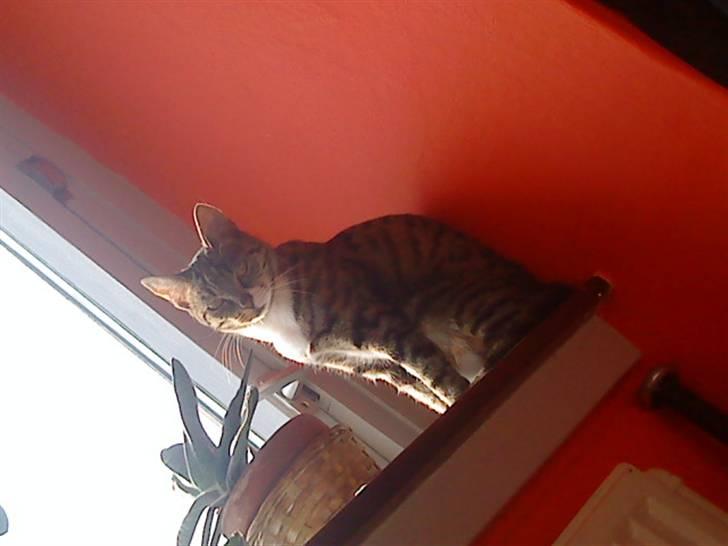 Huskat Kiki R.I.P  billede 2