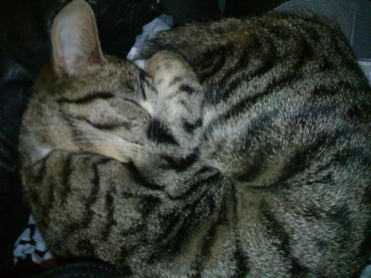 Huskat Kiki R.I.P  billede 3