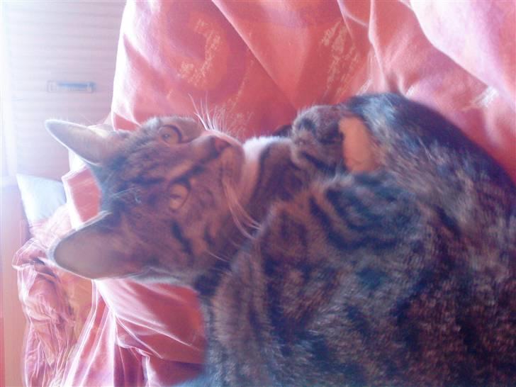 Huskat Kiki R.I.P  billede 4