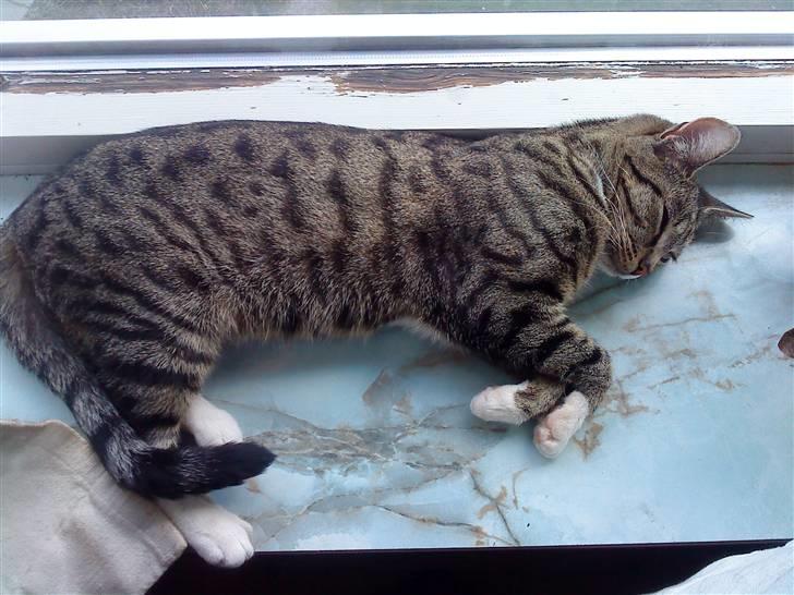 Huskat Kiki R.I.P  billede 5