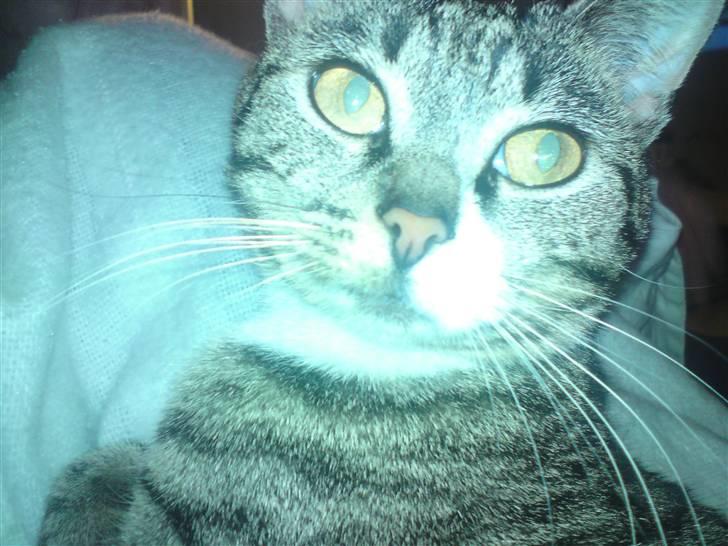 Huskat Kiki R.I.P  billede 6