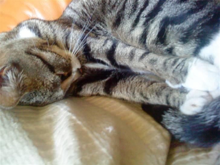 Huskat Kiki R.I.P  billede 8