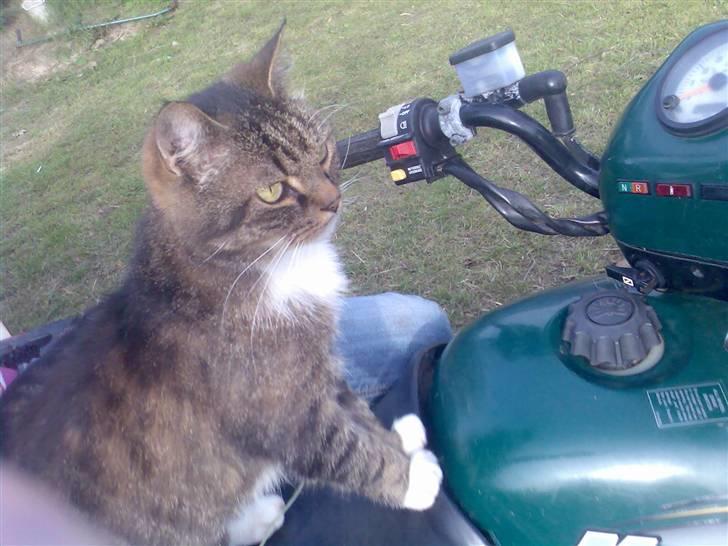 Blanding af racer Mister billede 10