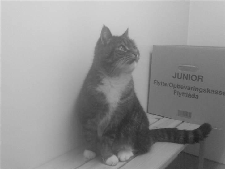 Blanding af racer Mister billede 11