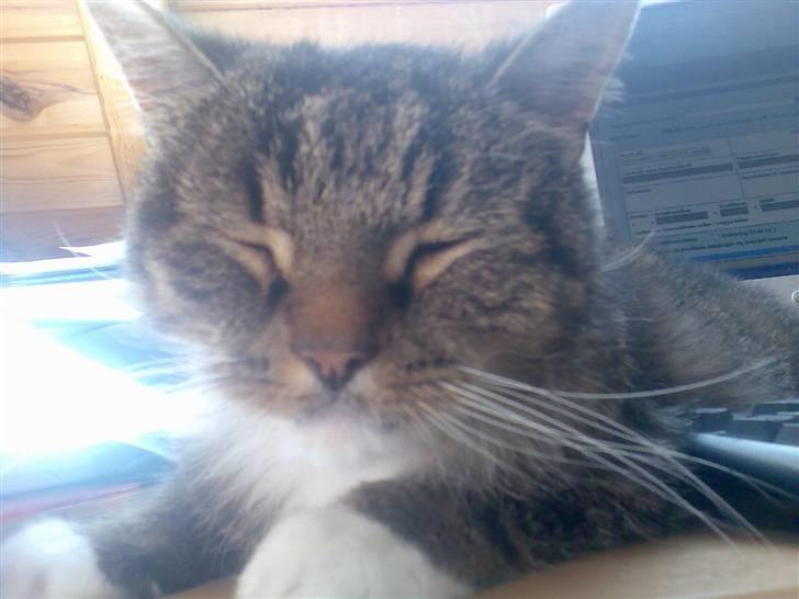 Blanding af racer Mister billede 12