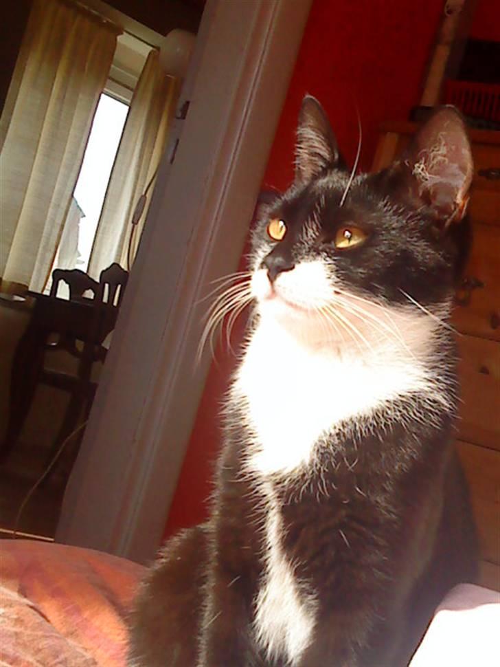 Huskat Miv billede 1