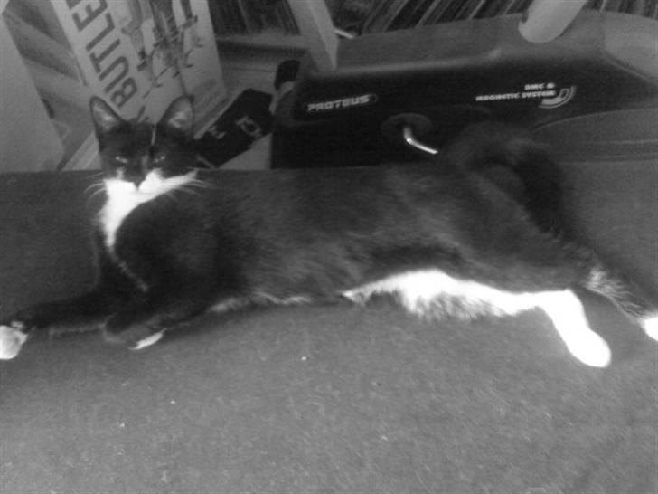 Huskat Miv billede 2