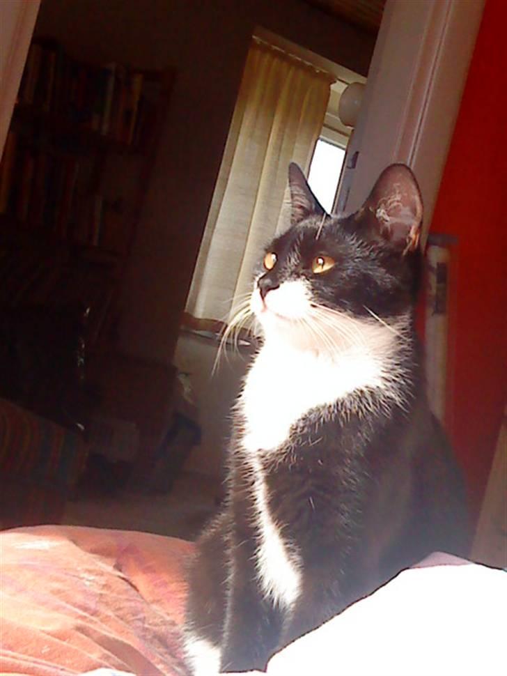 Huskat Miv billede 3