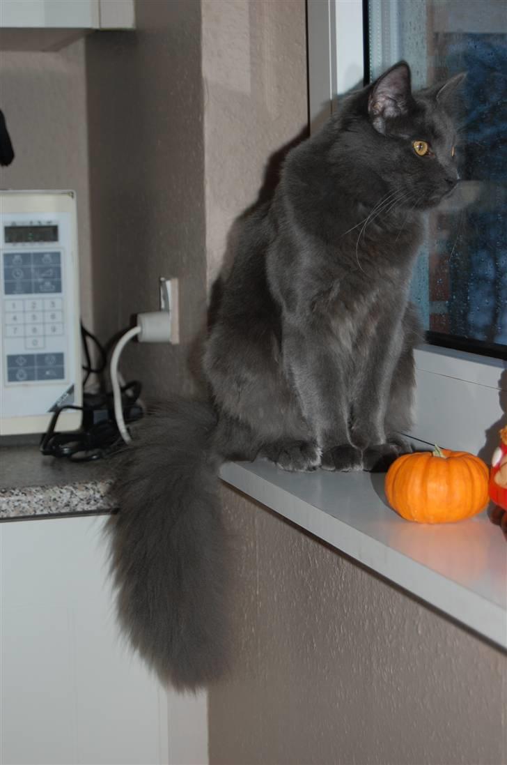 Blanding af racer Leopold - Velkommen til min profil :] - Hvad mon det hvide stads er? billede 1