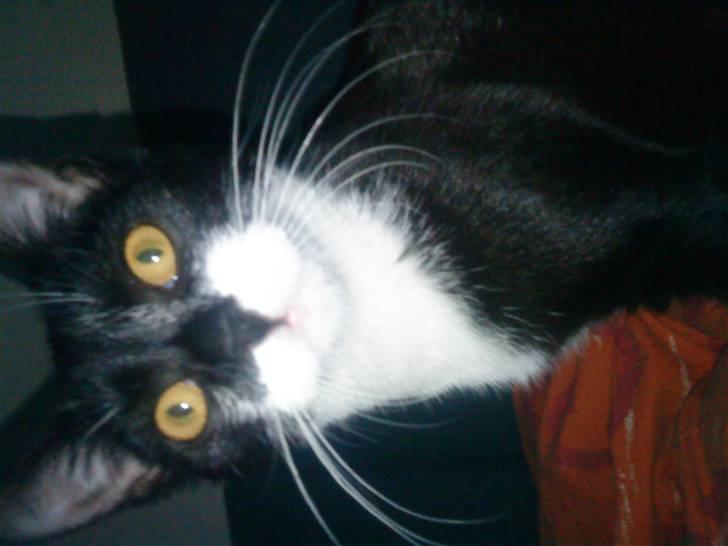 Huskat Miv billede 4