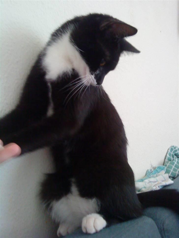 Huskat Miv billede 5