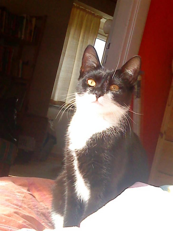 Huskat Miv billede 6