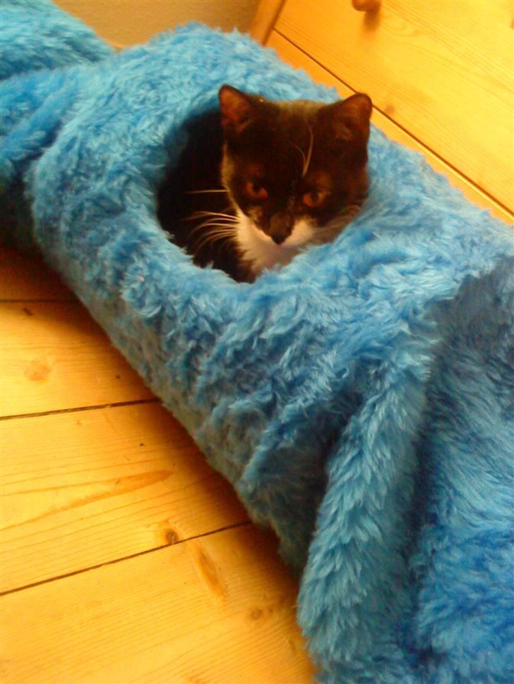 Huskat Miv billede 7