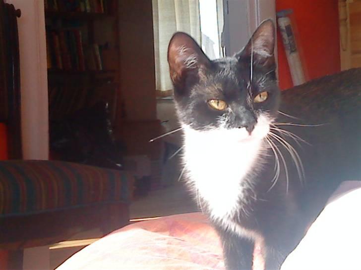 Huskat Miv billede 8