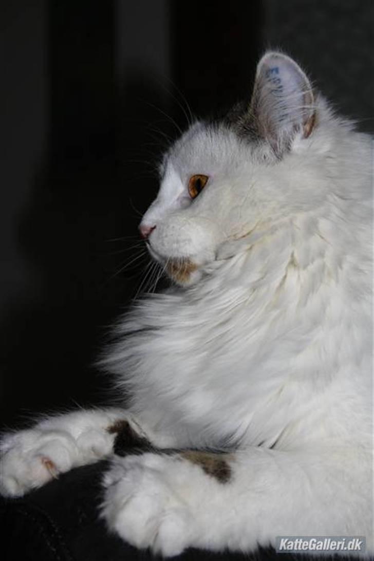 Blanding af racer Boffie billede 11