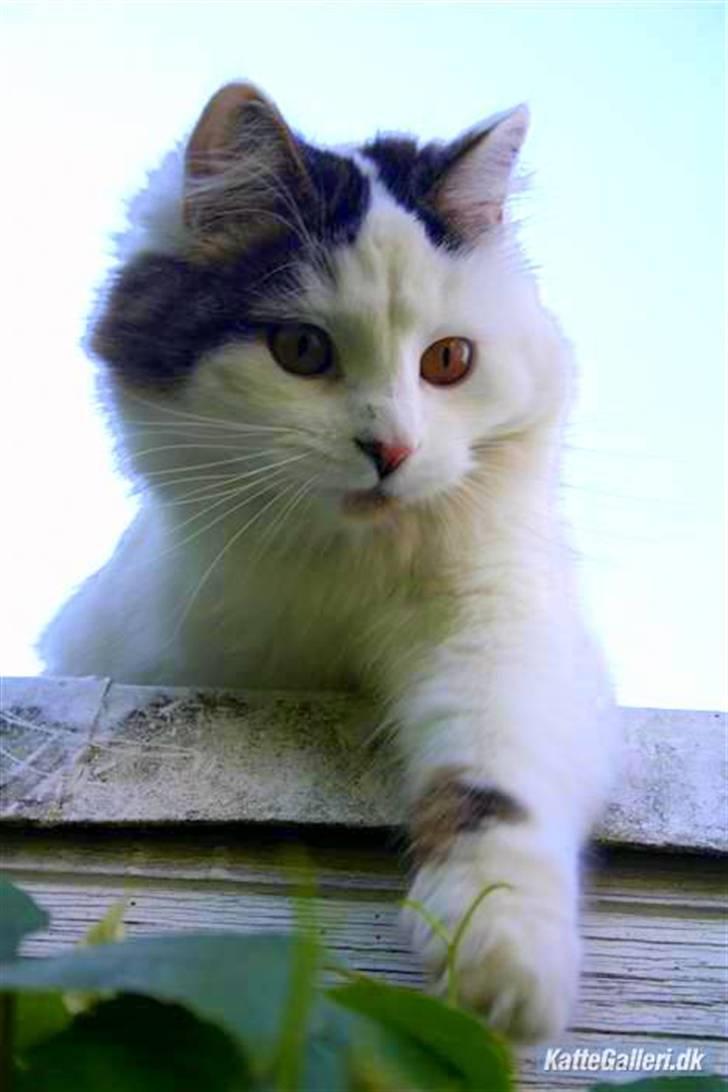 Blanding af racer Boffie billede 12