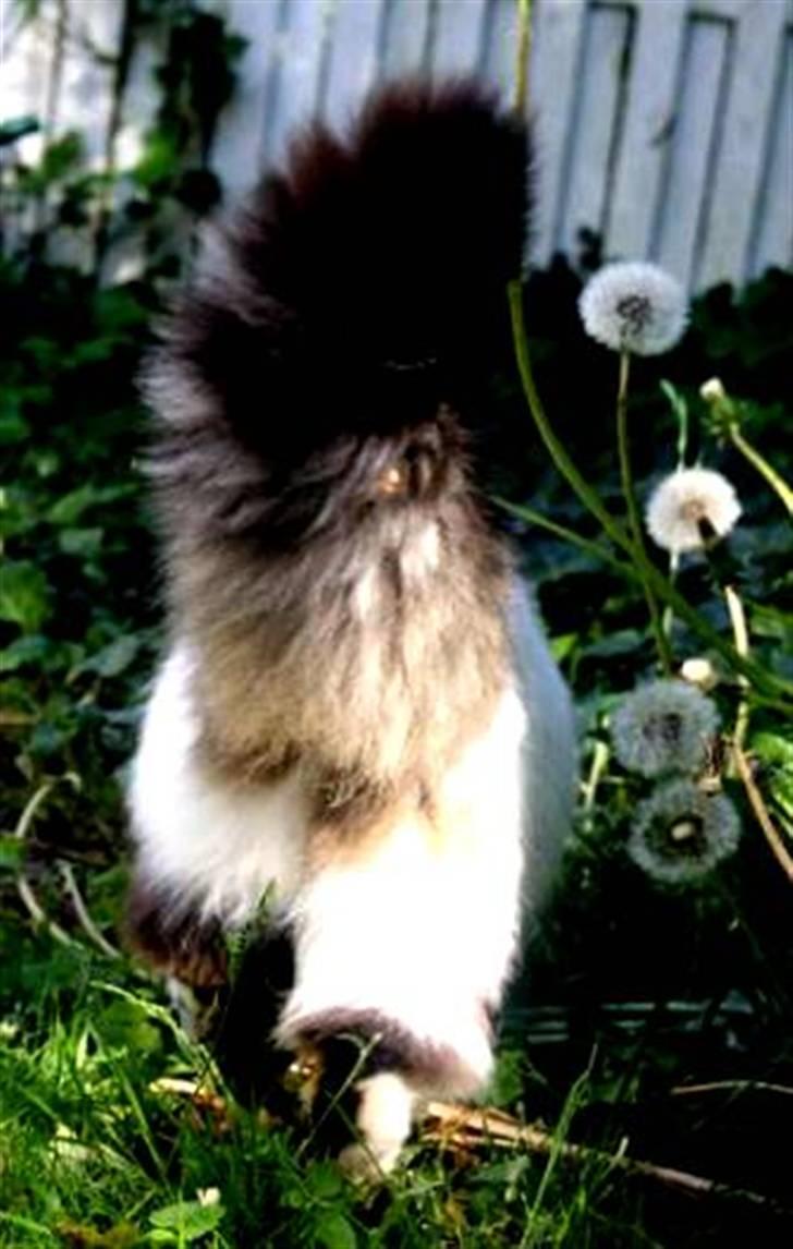 Blanding af racer Boffie - Diva.dk billede 13