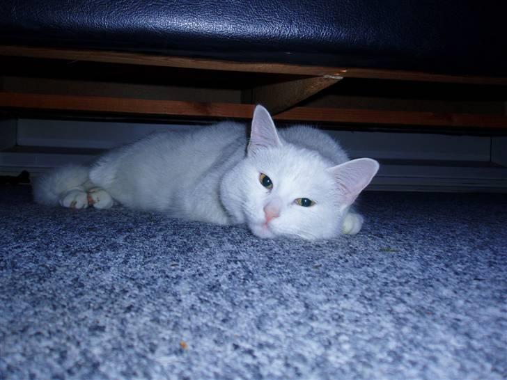 Huskat Kia - Hej mor :) billede 10