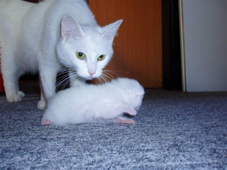 Huskat Kia - "Hvad laver hun?" billede 11