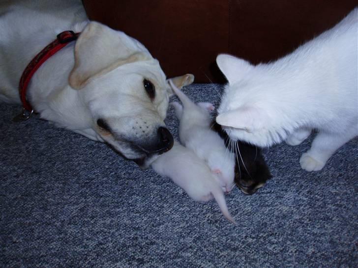 Huskat Kia - "Nu passer du vel på mine babyer, Basse" billede 12