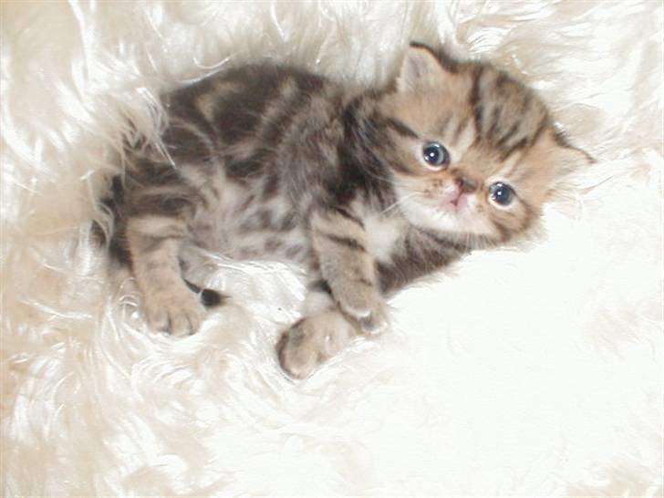 Exotic Pythagoras Talulah Baby billede 1